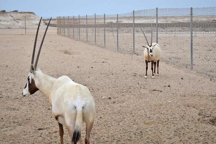 Explore North and West Qatar – Full-Day Adventure photo 8