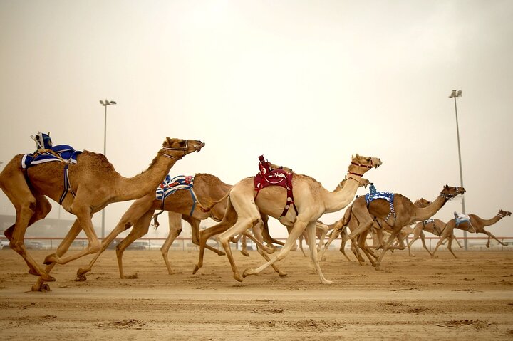 Explore North and West Qatar – Full-Day Adventure photo 19